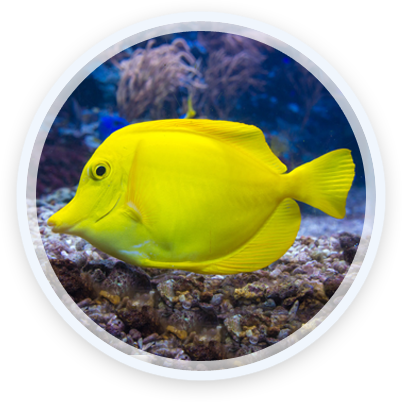 fish-showcase-1